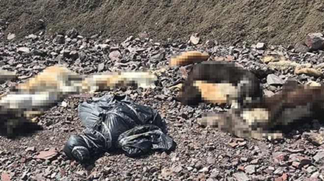 Ankara'da boş bir arazide onlarca ölü köpek bulundu!