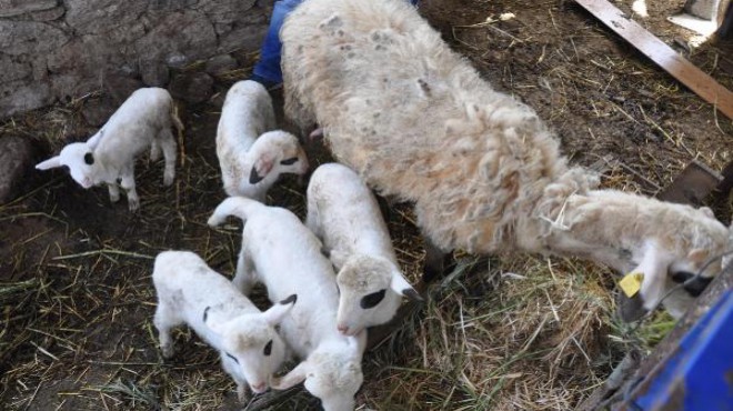 Aydın'da beşiz doğuran koyun şaşırttı