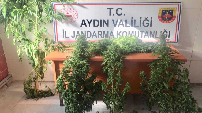 Aydın'da zehir operasyonu: 3 tutuklama