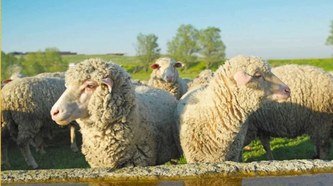 Bakan'dan 300 koyun projesi için önemli açıklama