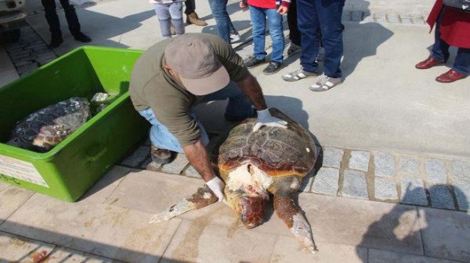 Bir günde iki deniz kaplumbağası ölü bulundu