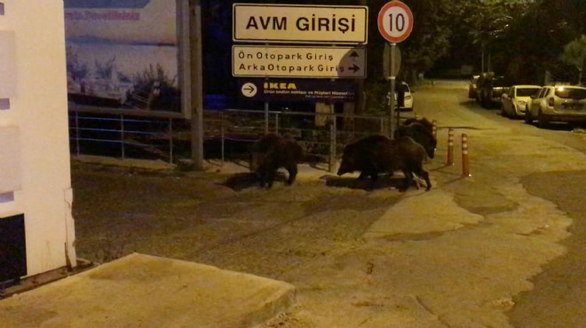 Bodrum'da aç kalan domuzlar AVM'ye girdi!