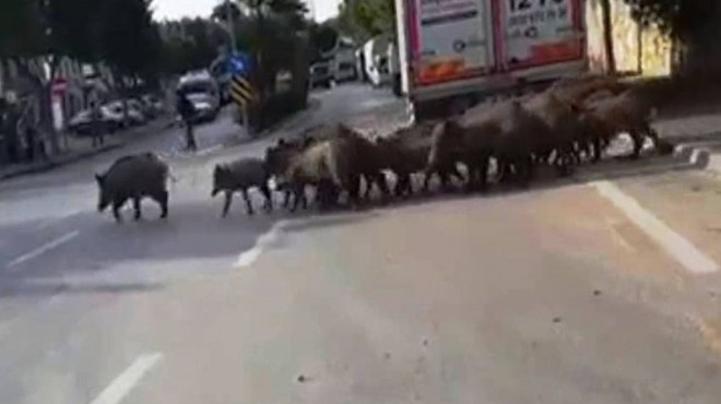 Bodrum'da aç kalan domuzlar şehre indi!