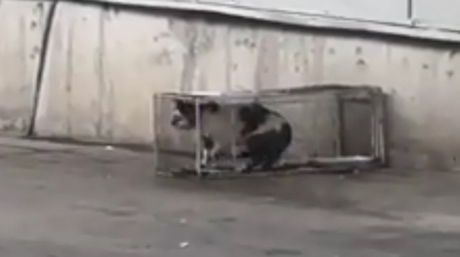 Bodrum'da sucuk çalan kediye hapis cezası!