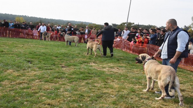 Çoban köpekleri Buca'da yarıştı