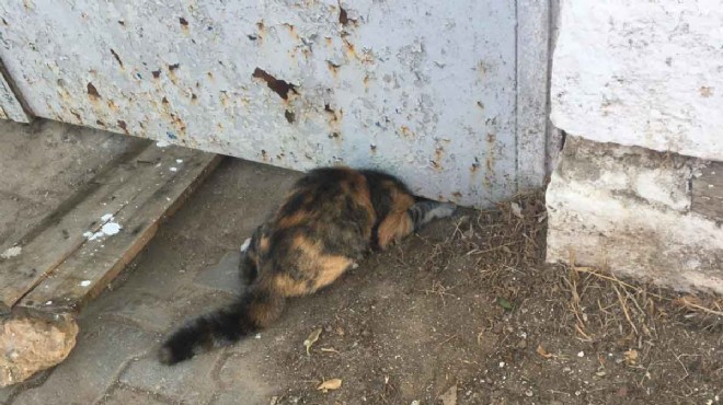 Demir kapı altına sıkışan kedi kurtarıldı