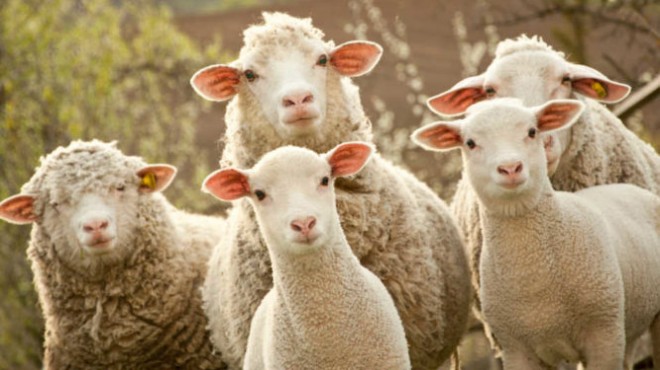 Denizli'de yasak aşk dehşeti: Koyunun kesik kulağı cinayeti çözdü!