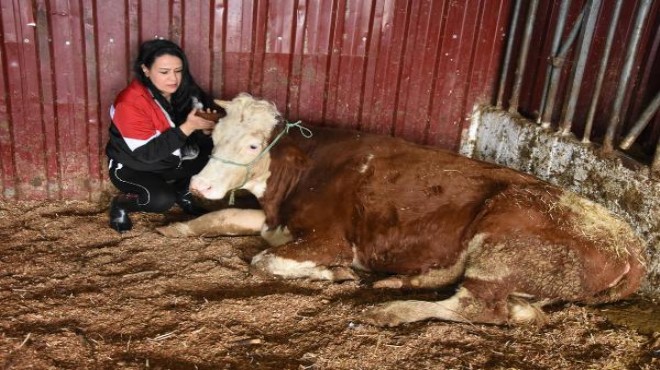 Depremde enkazdan çıkarılan inekler, İzmir'de rehabilite ediliyor
