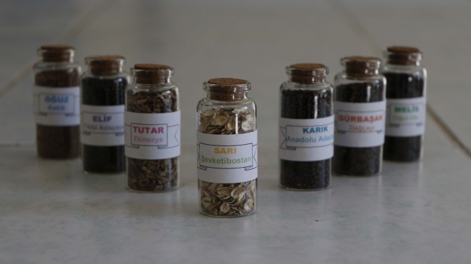 Ege'den üreticiye müjde: 7 yerli tohum toprakla buluşuyor