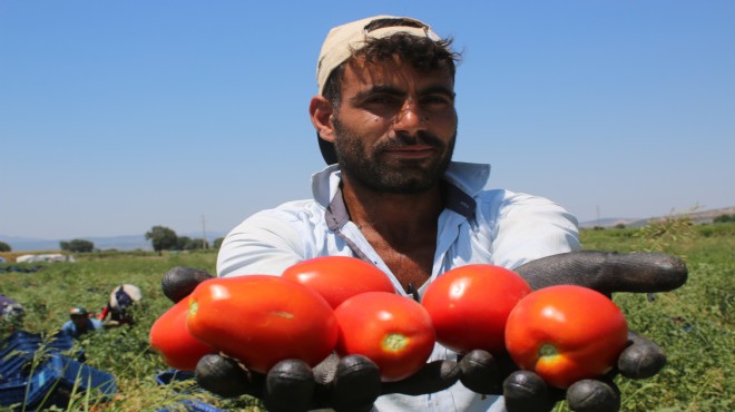 Ege'nin domates bahçesi Manisa'da hasat başladı