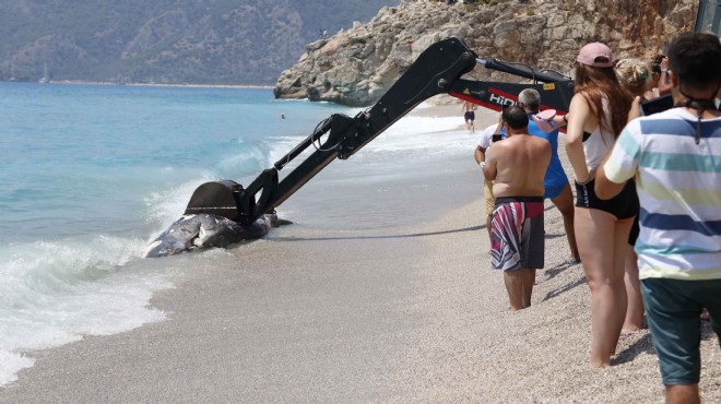 Fethiye'de ölü balina kıyıya vurdu