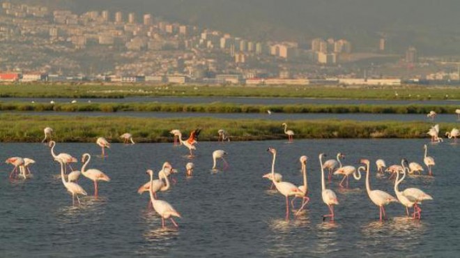 Gediz Deltası için UNESCO Dünya Doğa Mirası talebi