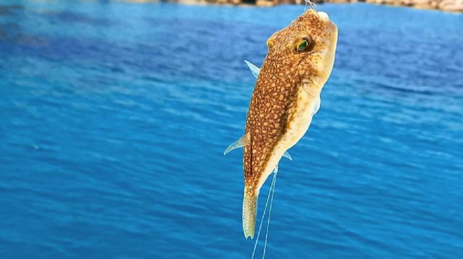 Hayvan hakları aktivistlerinden çağrı: Balon balığı avcılığı durdurulsun!