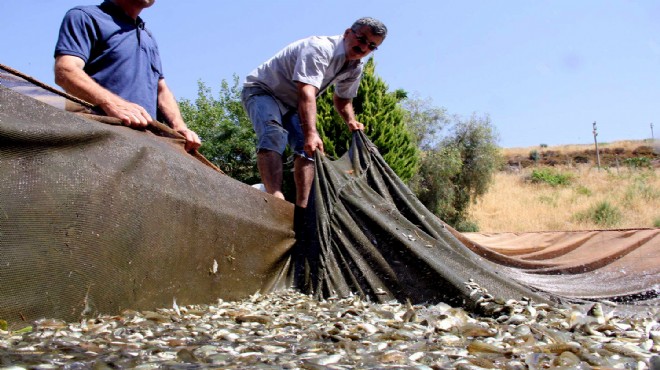 İzmir'de barajlara 1 milyon 450 bin yavru balık