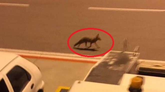 İzmir'de sıradan bir gün: Uçaktan inenleri tilki karşıladı!