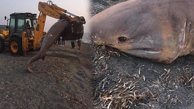 İzmir'de yaklaşık 1 tonluk köpek balığı karaya vurdu