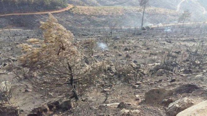 İzmir'in ciğerleri yandı: Tam 500 hektar!