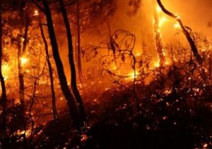 Güney Doğu'da ormanlar yanmaya devam ediyor!