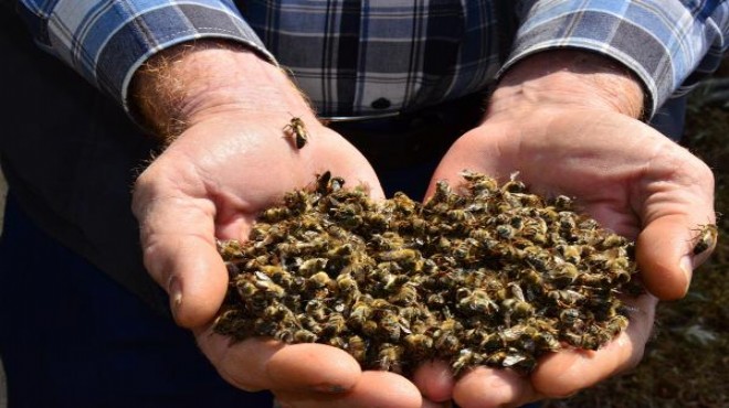 Manisa'da 5 milyon arı telef oldu!