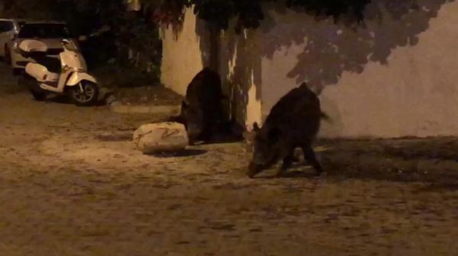 Marmaris'in merkezine yaban domuzları indi