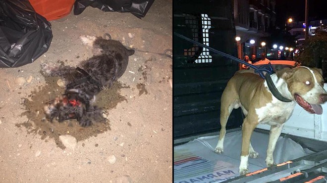 Marmaris'te dehşet! Pitbull, saldırdığı süs köpeğini öldürdü