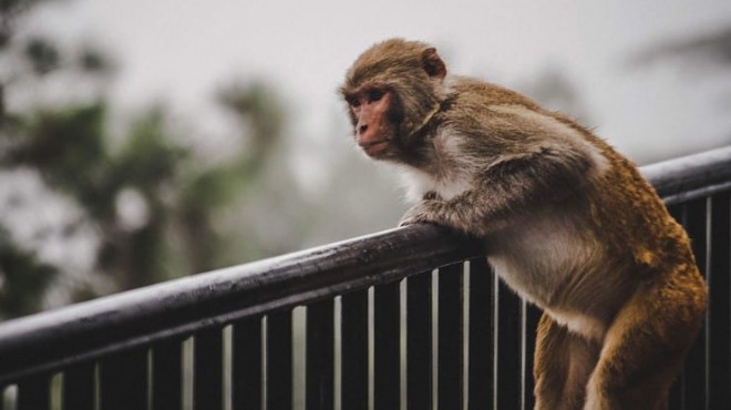Maymun çetesi koronavirüs kan testlerini çaldı!