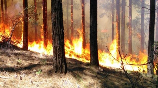 Milas'ta ormanı yangını! Ekipler bölgede