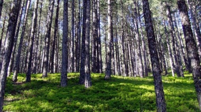 Muğla'da Orman İşletme Müdürü tutuklandı
