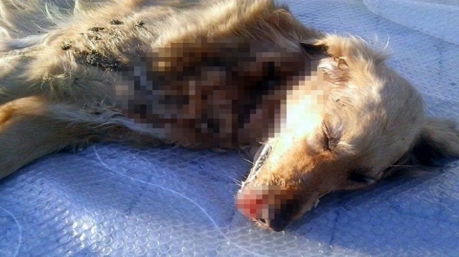 Muğla'da vahşet: Sokak köpeğini levye ile öldürdü, cezası ise...