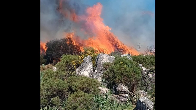 Muğla'da yangın çıktı: Bir hektar alan kül oldu!