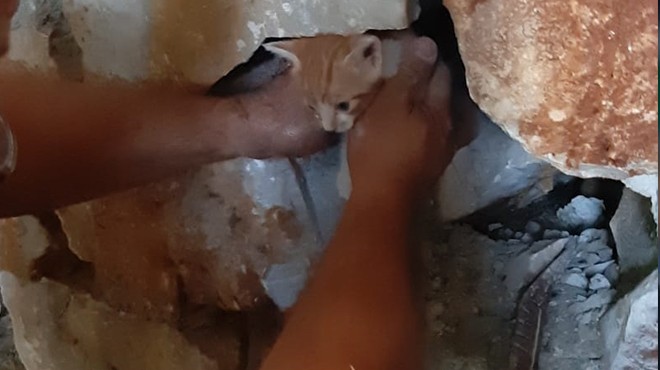 Muğla'da yavru kedi kurtarma operasyonu
