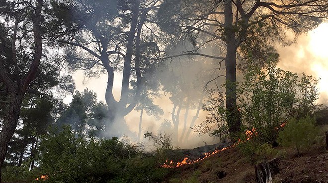 Muğla'da yıldırımın ağır bilançosu: 48 orman yangını!