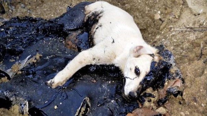Muğla'da zifte bulanan köpek ve 5 kaplumbağa kurtarıldı