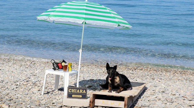 Narkotik köpeği 'Çayra' emekli oldu