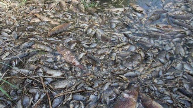 Ödemiş Gölcük'te toplu balık ölümleri korkuttu