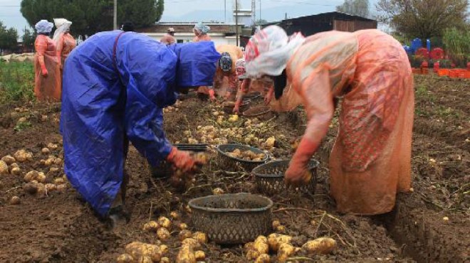 Ödemiş'te patates üreticisine yağmur engeli