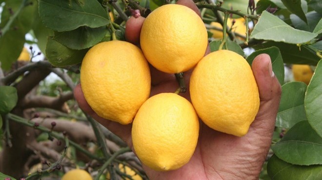 Talep ve ihracat azaldı, limon fiyatları düştü