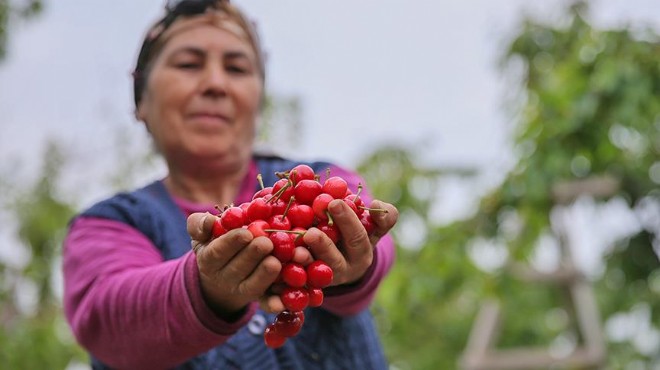 Toprak Ana Etkinliği'ne geri sayım: İzmir'in ürünlerini dünya tanıyacak