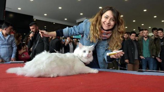 Türkiye'nin en güzel kedisi seçildi