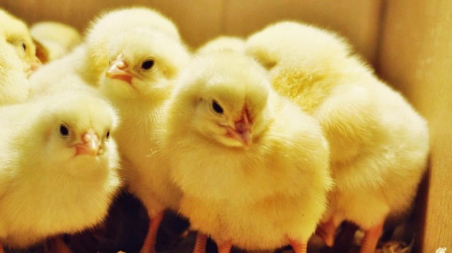 Ve 'civciv direnişi' başlıyor: Tavuk üretimi duracak!