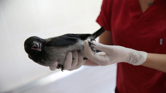 Karşıyaka'da yaban kuşları emin ellerde