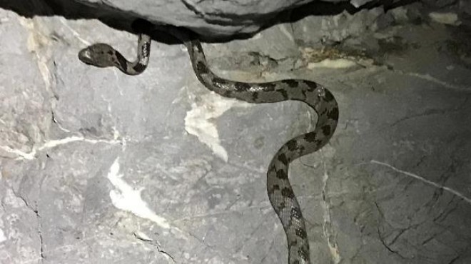 Yengeç ararken nadir görülen yılan türüyle karşılaştı