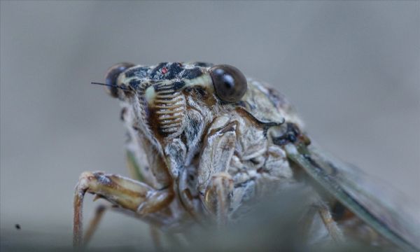 Yaz aylarının gürültücüsü: Ağustos Böceği
