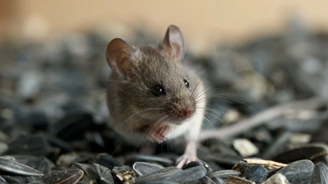 'Omicron' varyantının kaynağı fareler mi?