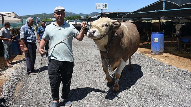 1,5 tonluk 'Toros Kaplanı' Gaziemir'de görücüye çıktı