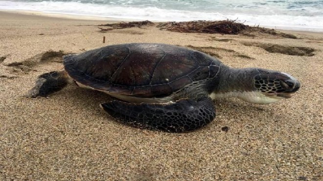 Aydın'da 3 deniz kaplumbağası ölü bulundu