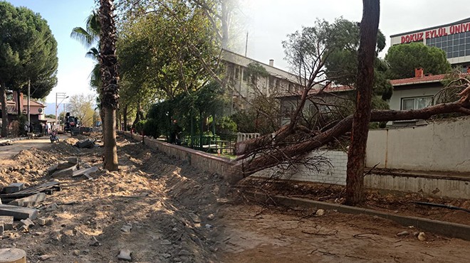Başkan Özçınar'dan Büyükşehir'e tepki: Ağaçlara mı üzülelim, müdahale edilmemesine mi?