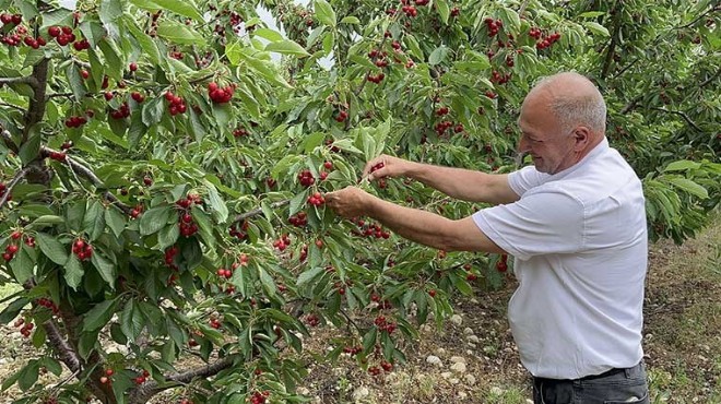 Batı Akdeniz'de yetişiyor... 50 ülkeye ihraç ediliyor!