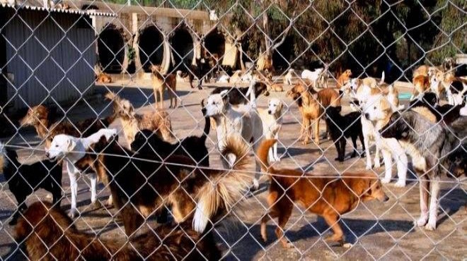Belediyelerin hayvan bakım evi karnesi: İzmir'de ilçeler sınıfta kaldı