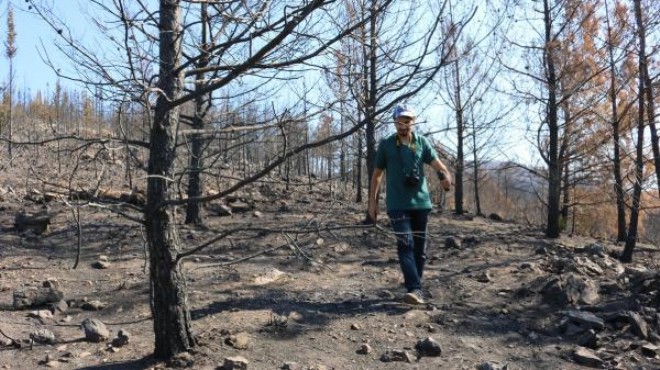 Bodrum'da yanan alanlar eski kimliğine kavuşacak